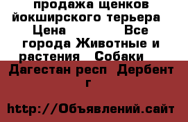 продажа щенков йокширского терьера › Цена ­ 25 000 - Все города Животные и растения » Собаки   . Дагестан респ.,Дербент г.